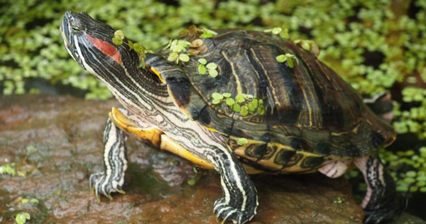 Do Red-Eared Slider Turtles Bite