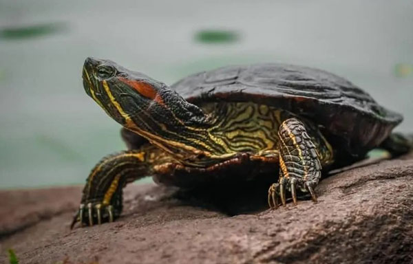 Eye infection in turtles