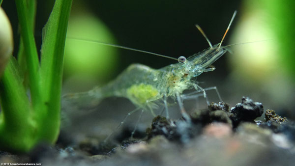 Ghost shrimp