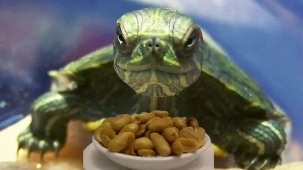 Health Benefits For Turtle Eating Peanuts 