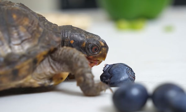 Health Benefits For Turtles Eating Blueberries