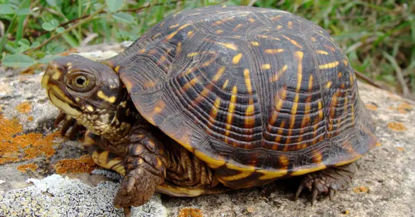 Health Benefits For Turtles Eating Flies