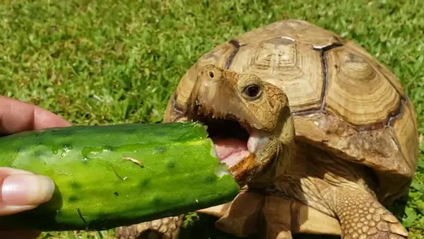 Health Benefits Of Turtles Eating Cucumbers