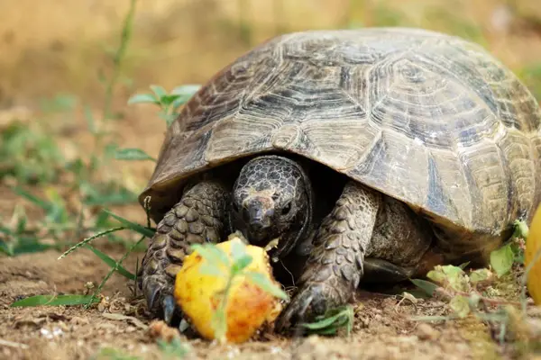 Health Benefits for Turtles Eating Pineapples