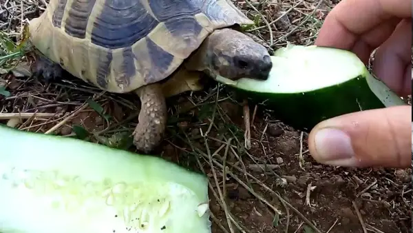 How Do You Prepare Cucumbers For Turtles