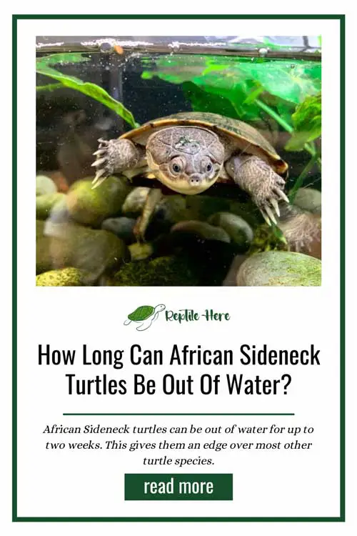 How Long Can African Sideneck Turtles Be Out Of Water