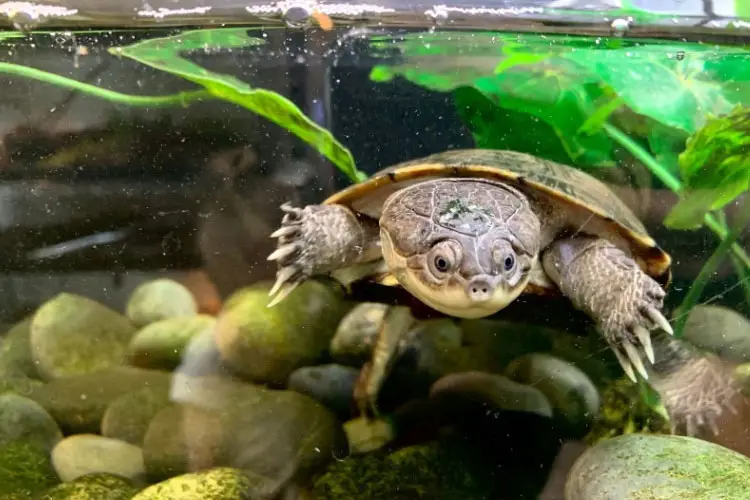 How Long Can African Sideneck Turtles Be Out Of Water