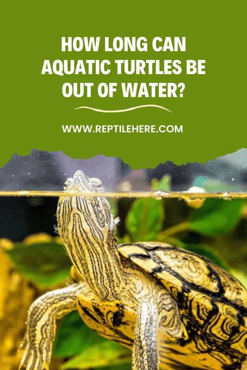 How Long Can Aquatic Turtles Be Out Of Water