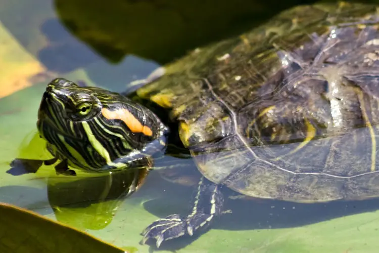 How Long Can Aquatic Turtles Be Out Of Water?