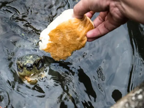 How Much Bread Should Turtles Eat