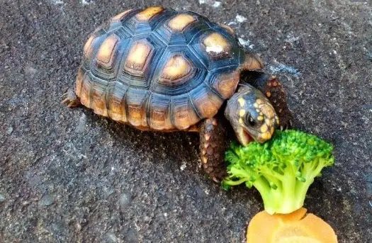 How Much Broccoli Should Turtles Eat