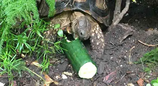 How Much Cucumbers Should Turtles Eat