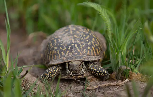 How Much Green Beans Should Turtles Eat