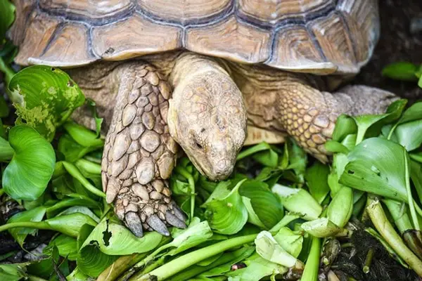 How Much Kale Should Turtles Eat