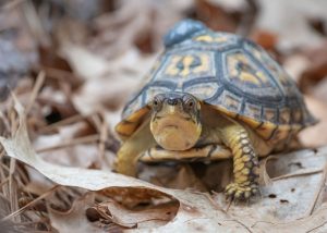 Can Turtles Eat Onions? (Is Onion Good for Turtles)