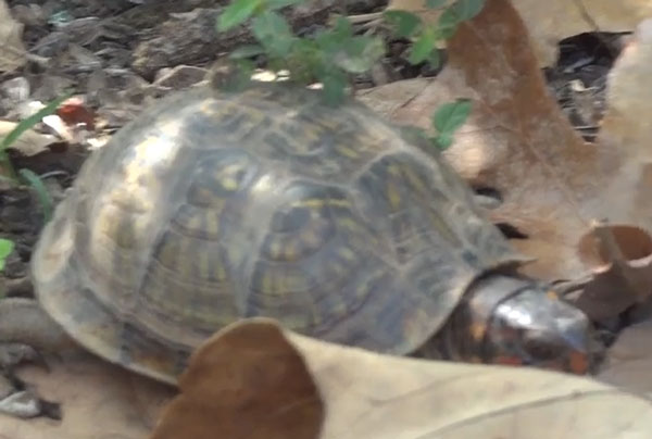 How Much Peanuts Should Turtles Eat