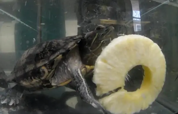 How Much Pineapples Should Turtles Eat
