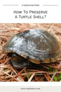 How To Preserve A Turtle Shell: A step-by-step Guide