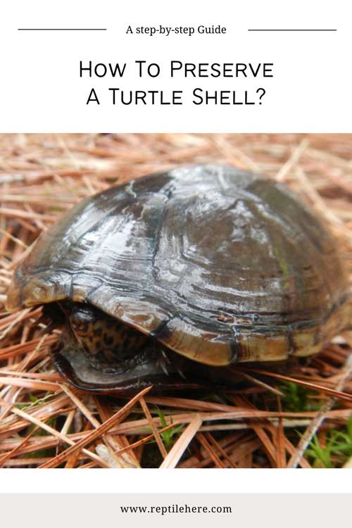 How To Preserve A Turtle Shell