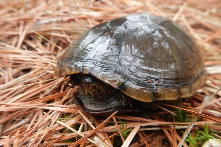 How To Preserve A Turtle Shell