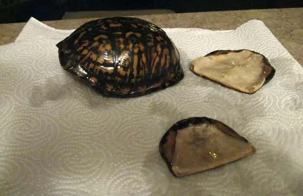 How To Preserve A Turtle Shell