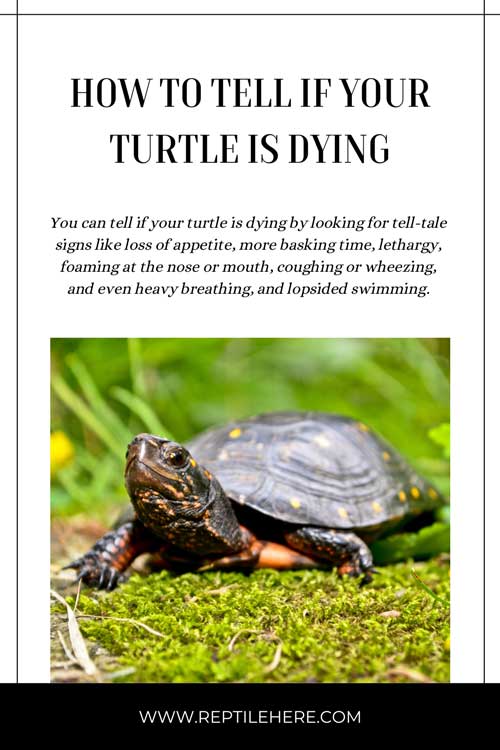 How To Tell If Your Turtle Is Dying