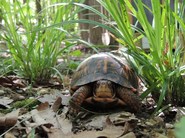 How can you help your turtle dig safely