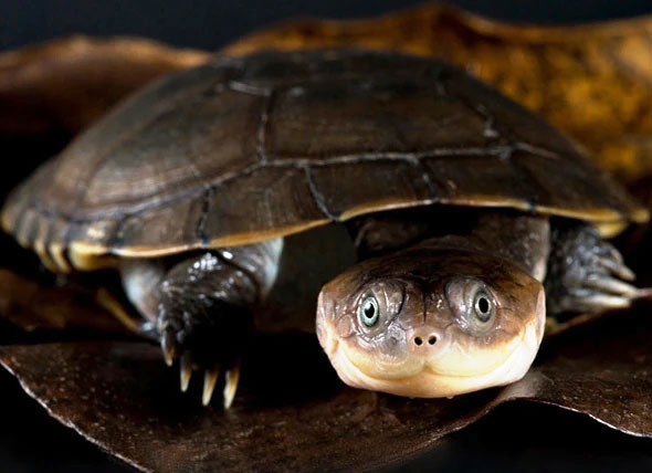 How can you tell if an African Sideneck turtle is dehydrated