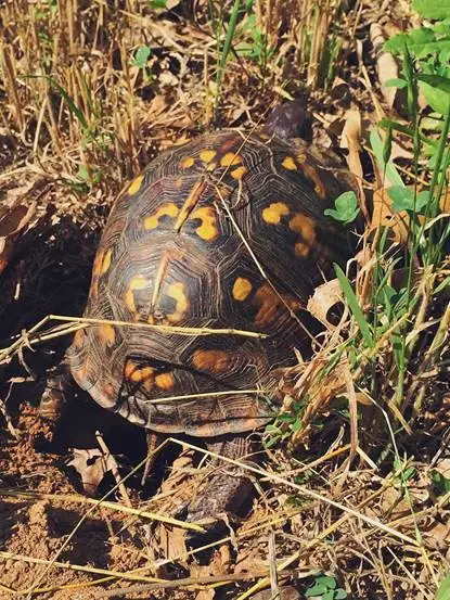 How deep do turtles dig