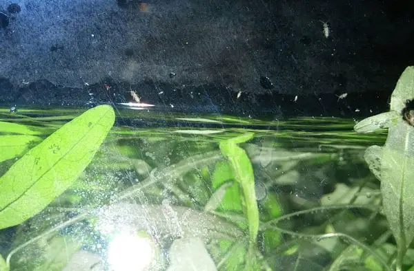 How do I get rid of the bugs in my aquarium