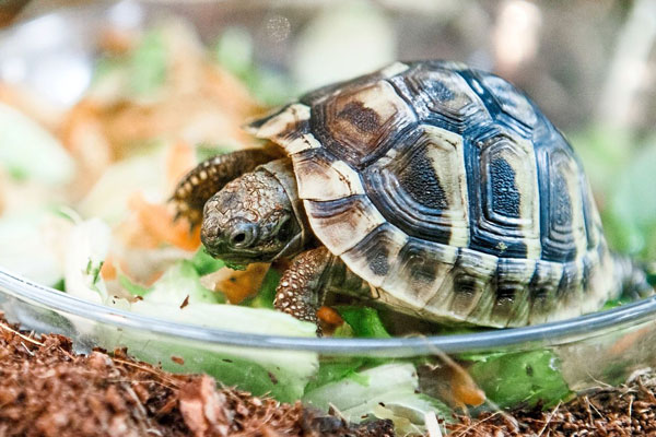 How do you force-feed a baby turtle