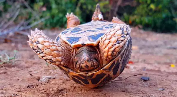 How do you help an upside-down turtle