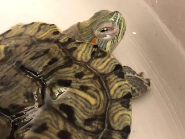 How do you prevent swollen eyes in turtles