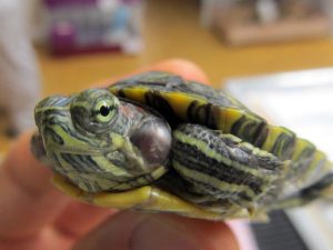 How To Tell If Your Turtle Is Sick?