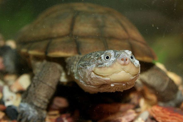 How long can African Sideneck turtles stay out of water