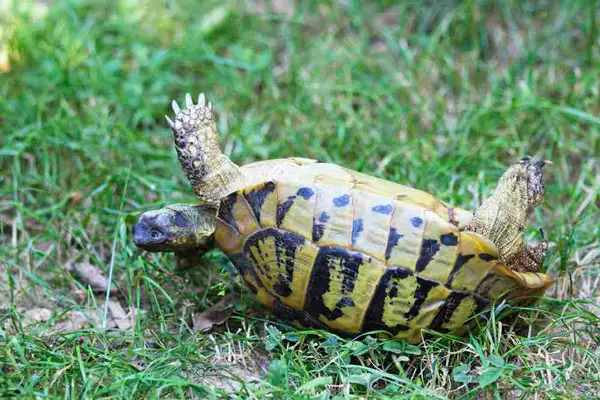 How long can a turtle survive upside down