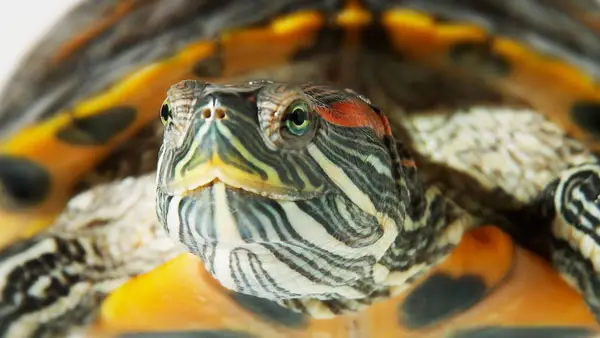 How long can aquatic turtles be out of water