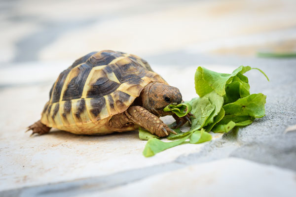 How long can baby turtles go without eating