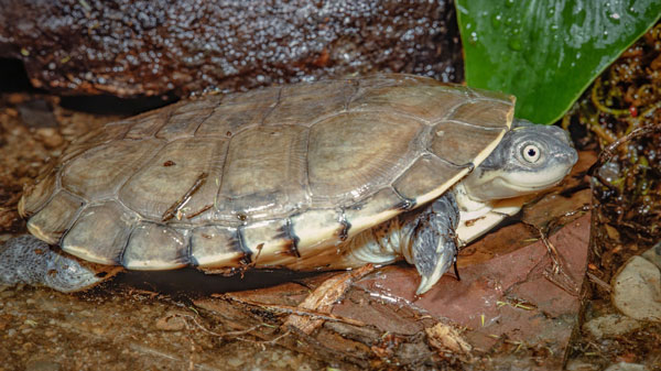 How much water do African Sideneck turtles need