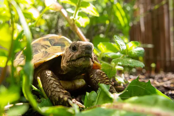 How often should a baby turtle eat