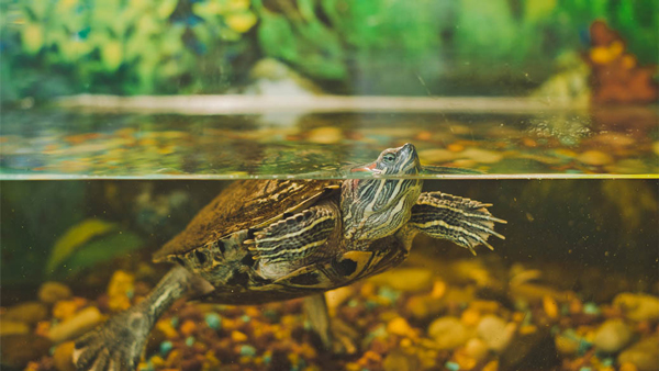 How often should you do turtle tank water change