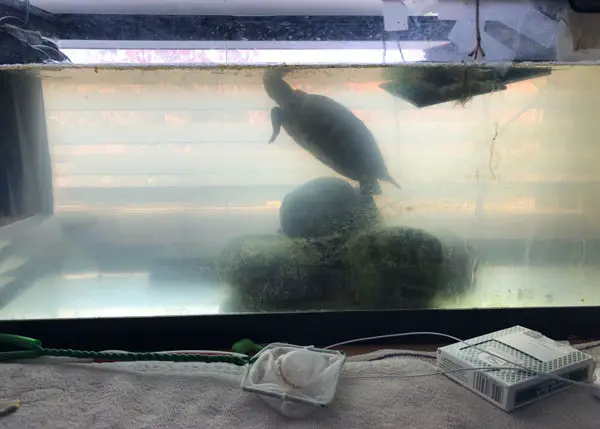 How to clear up a cloudy turtle tank