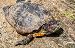 How To Tell If Your Turtle Is Dying? The MOST Important Signs To Look For