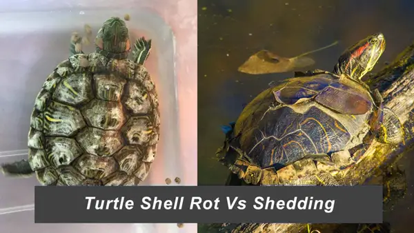 How to differentiate between shell rot and shedding