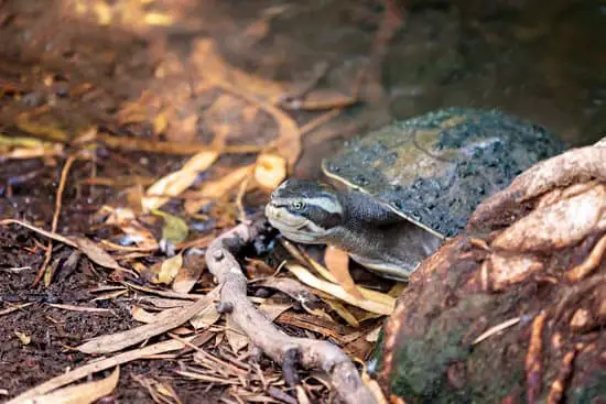 How to get rid of black worms in turtle tank