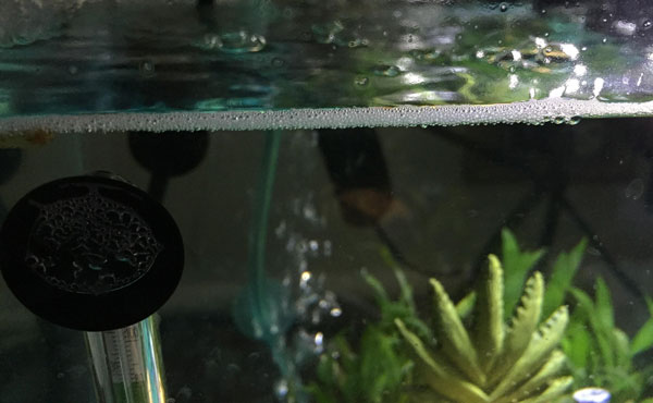 How to get rid of bubbles in a turtle tank