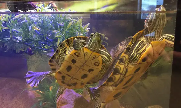 How to introduce algae eaters in turtle tank