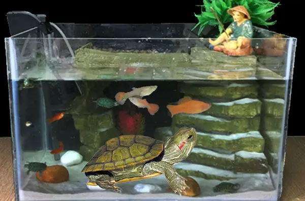 How to introduce the fish to your turtle tank