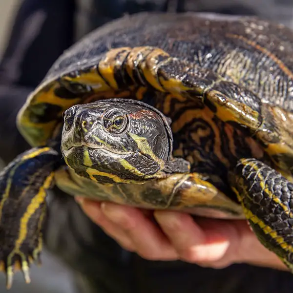 How to know if your turtle loves you