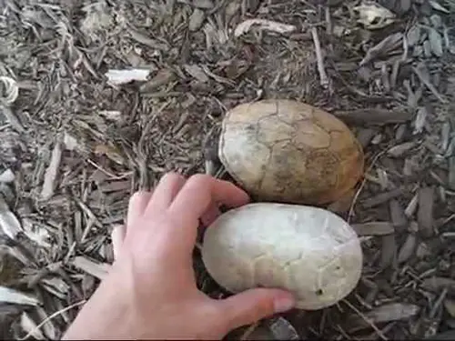 How to preserve a baby turtle shell